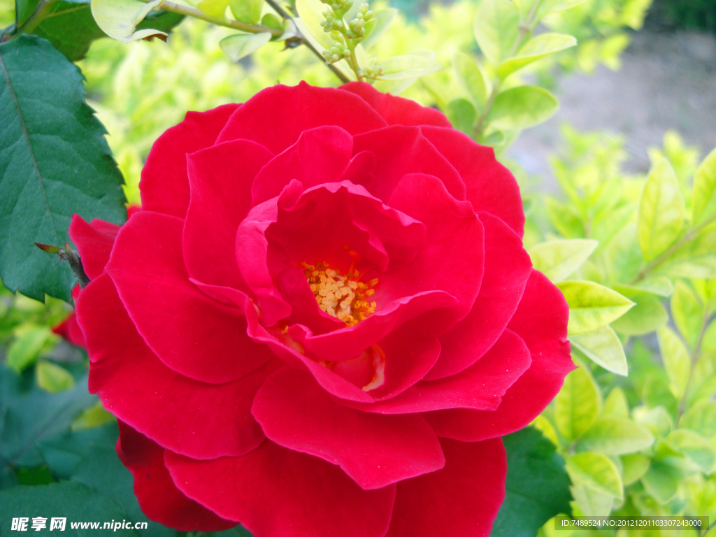 月季花