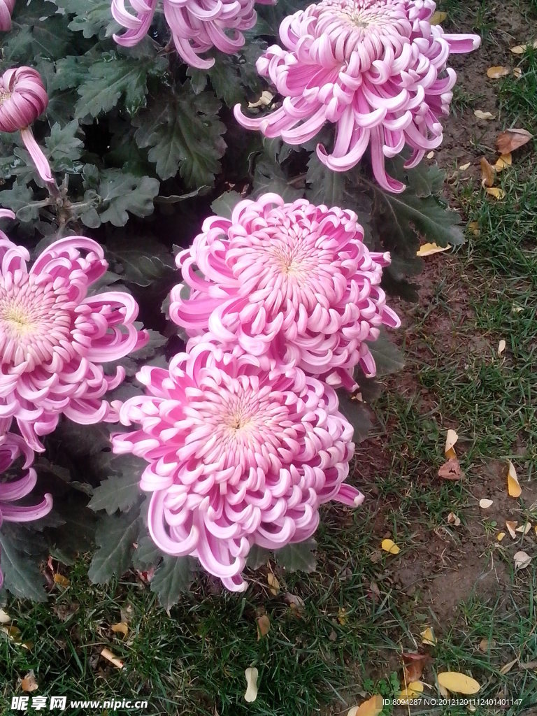 菊花