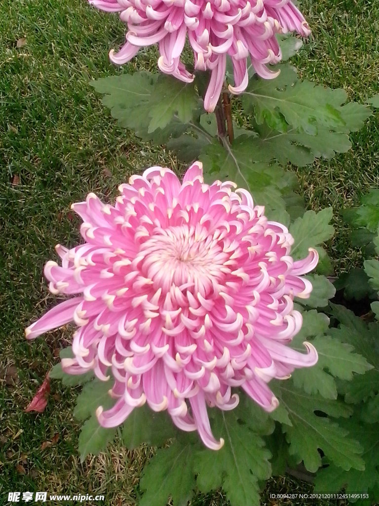菊花