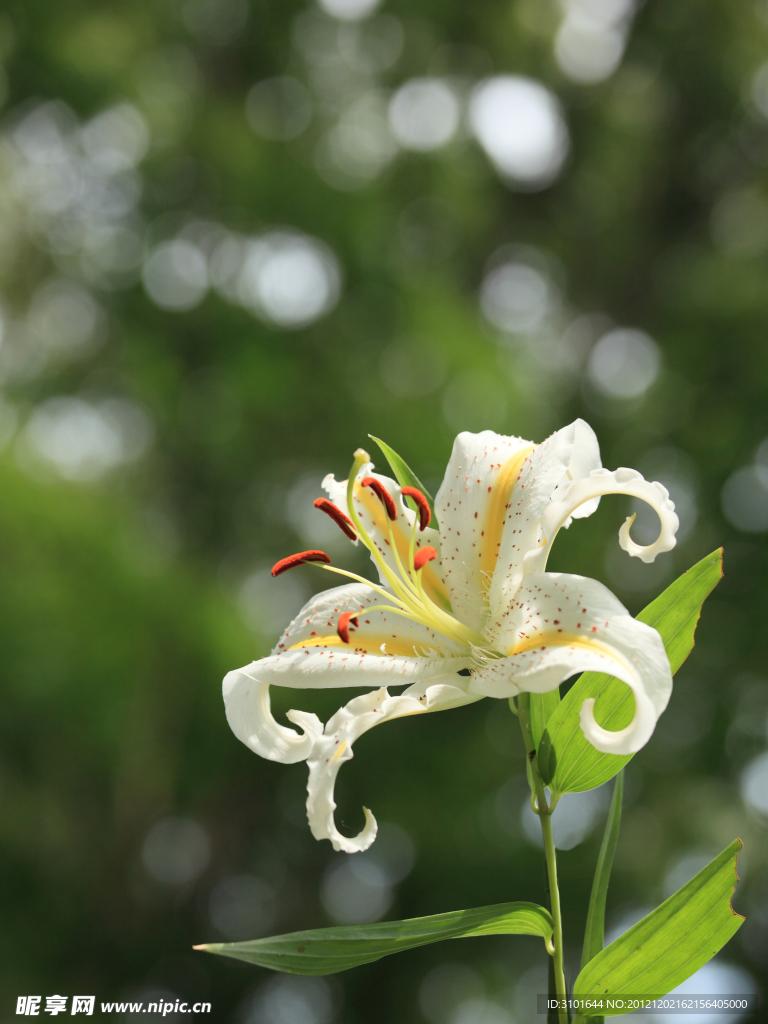 百合花