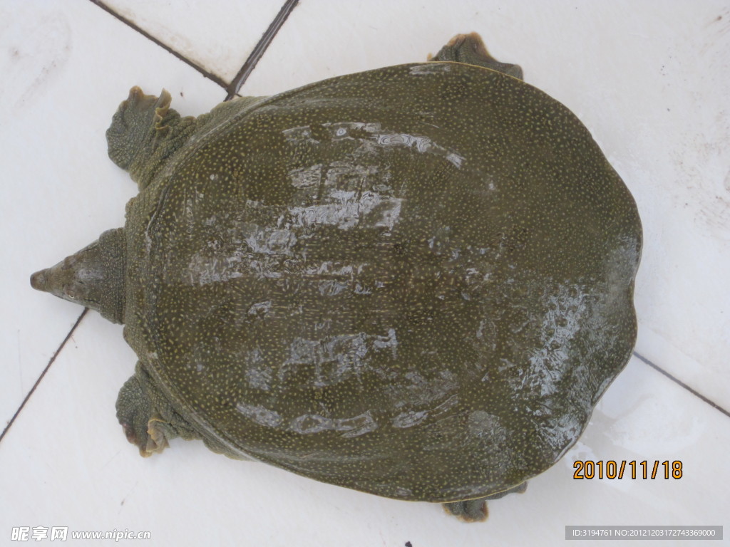 甲魚(yú) 鱉