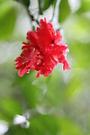扶桑花