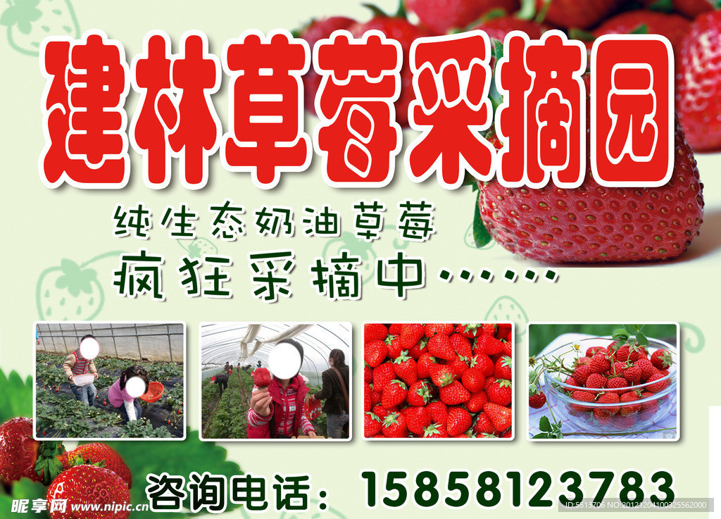 草莓采摘广告