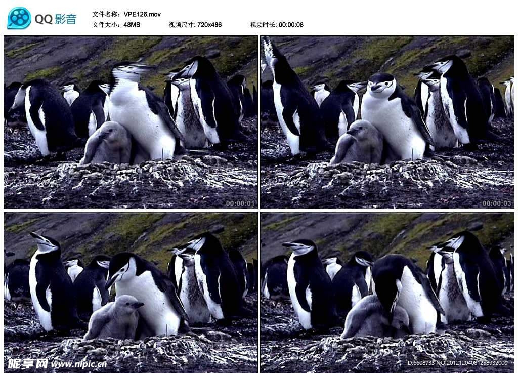 企鹅幼崽生活视频实拍素材