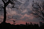 樹枝