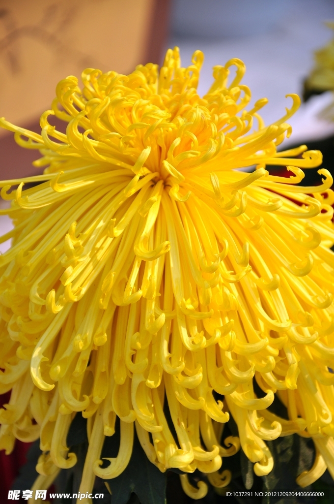 秋菊