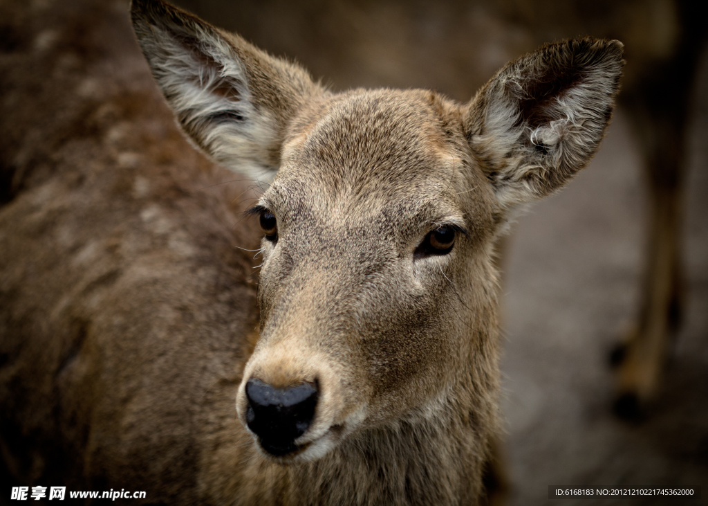 動物園里的鹿