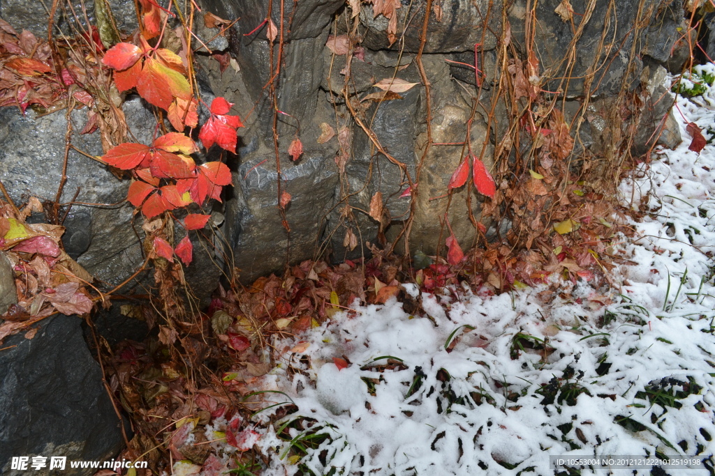 雪后紅葉