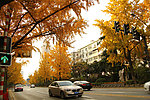南京北京西路银杏树