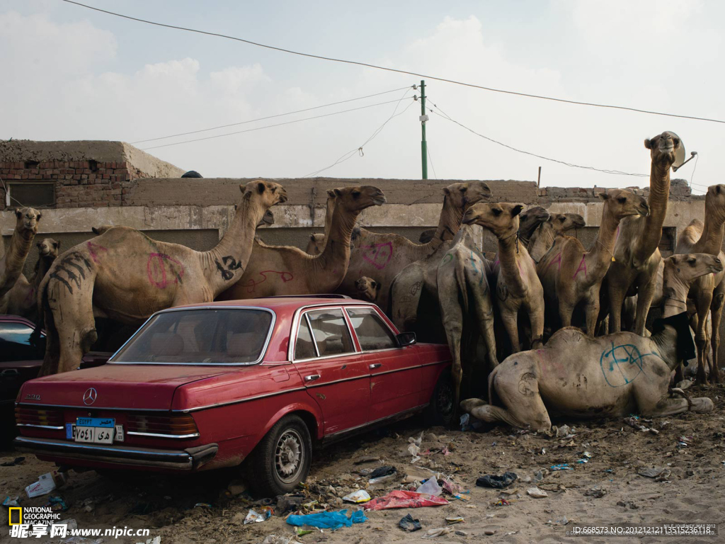 骆驼和汽车