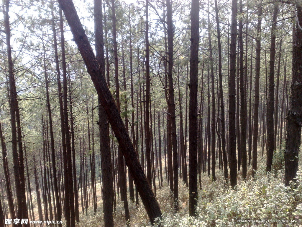 樹(shù)林
