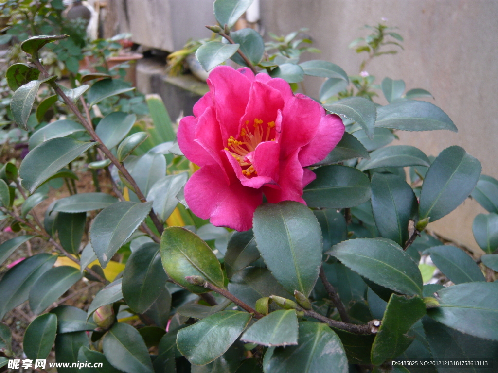 茶花