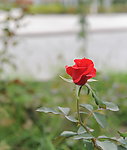 玫瑰花