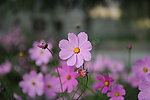 爭(zhēng)艷