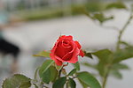玫瑰花