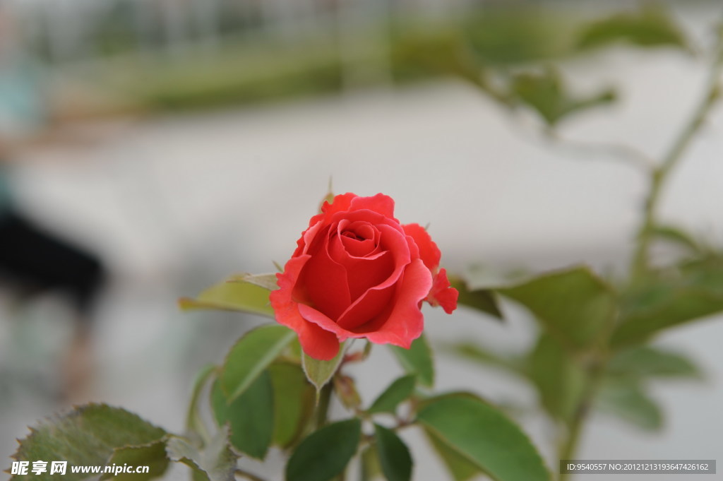 玫瑰花