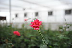 玫瑰花