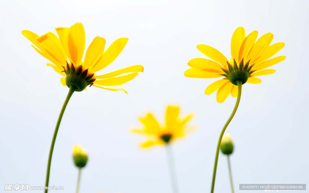 黃花