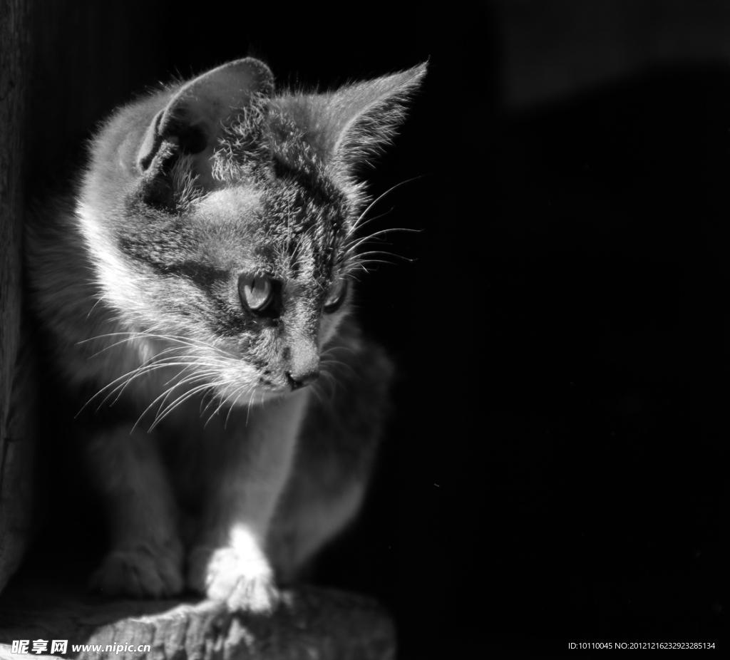 小貓