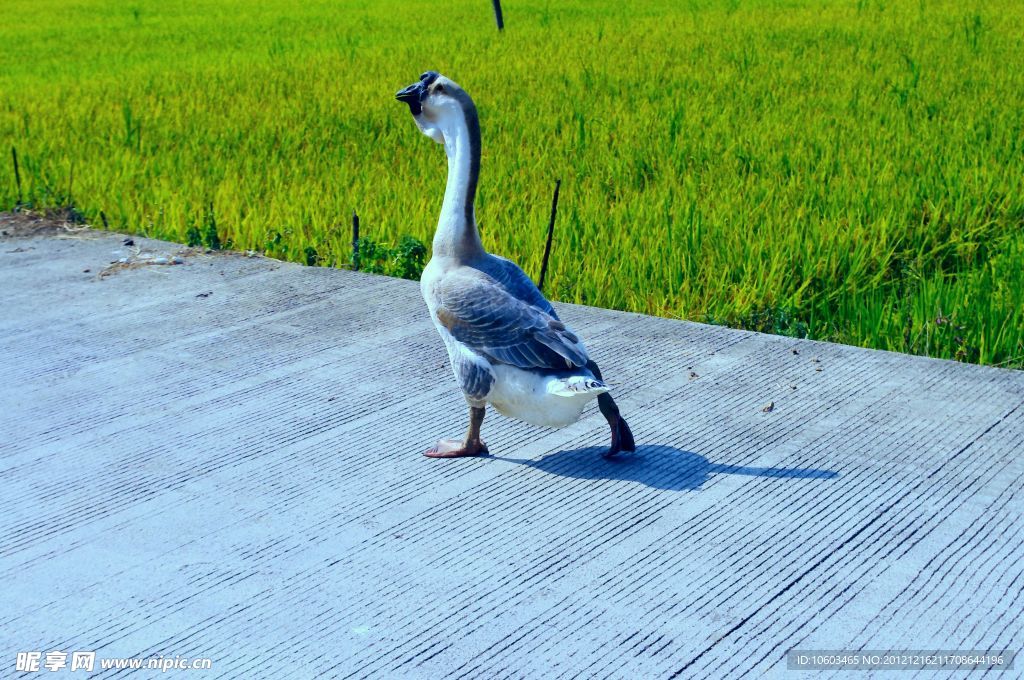 家鵝 田園風光