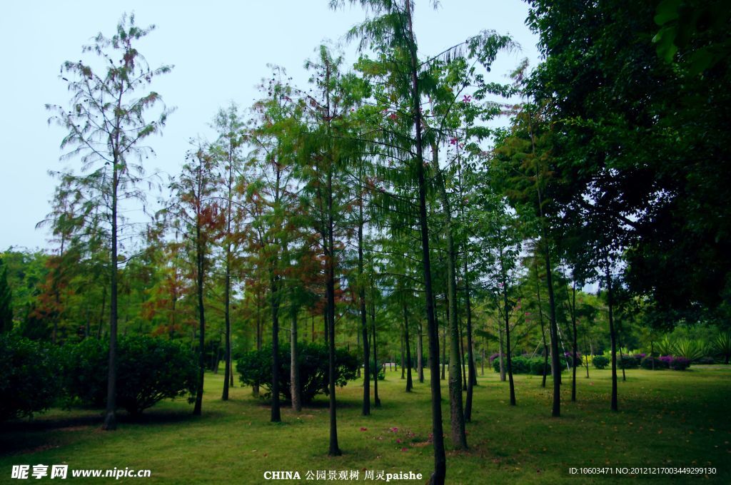 城市風(fēng)景 園林樹(shù)木