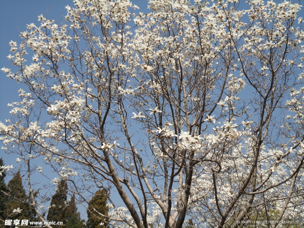 花開(kāi)漫天