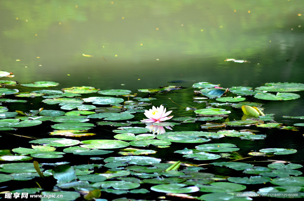 荷花