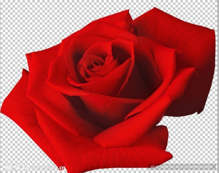 玫瑰花