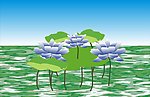 荷花
