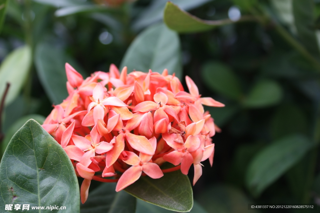 龍船花