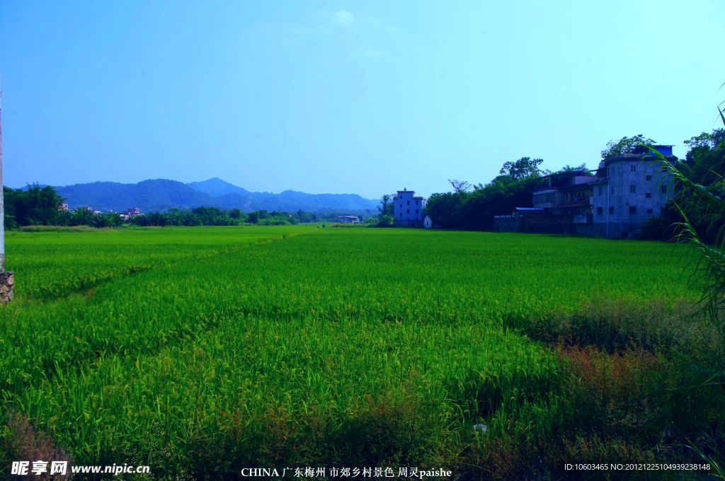 稻田風光 綠色茫茫