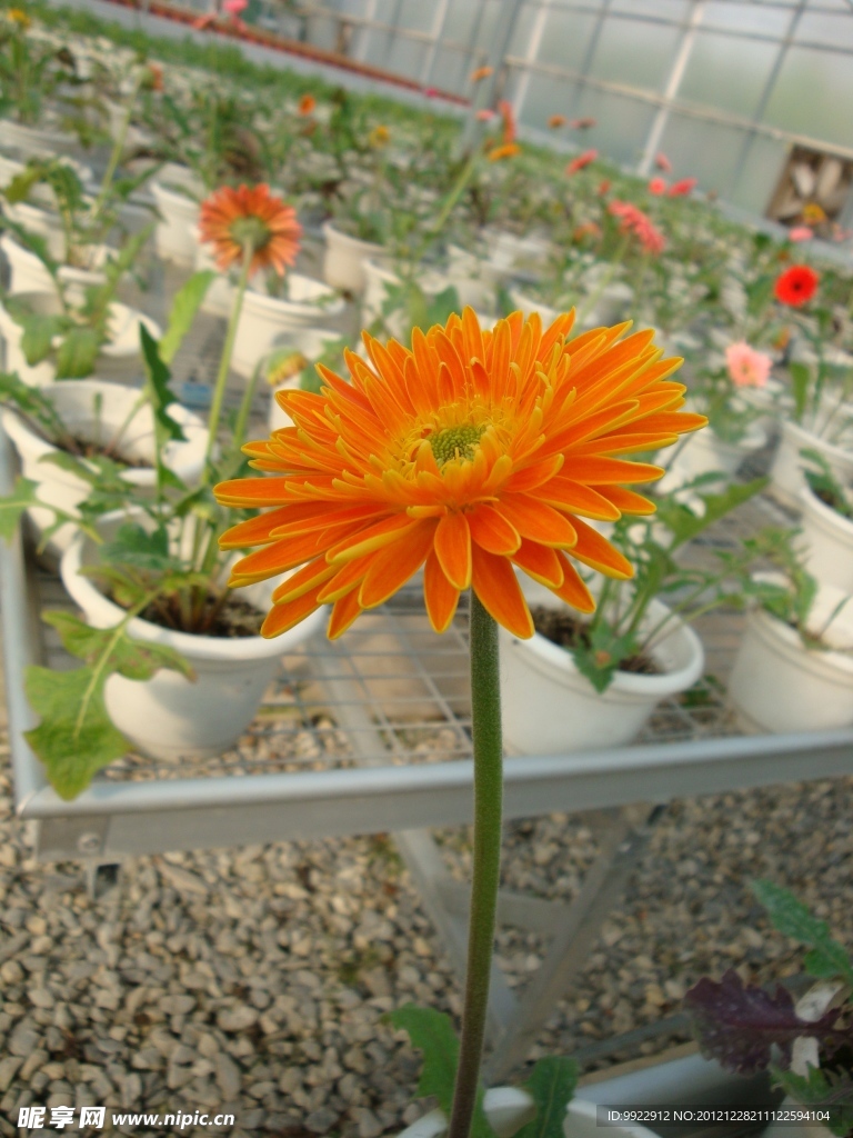 菊花