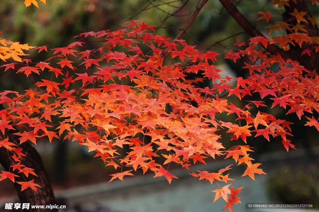 紅葉
