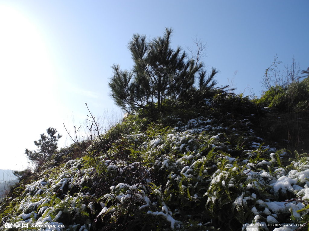 殘雪與山松