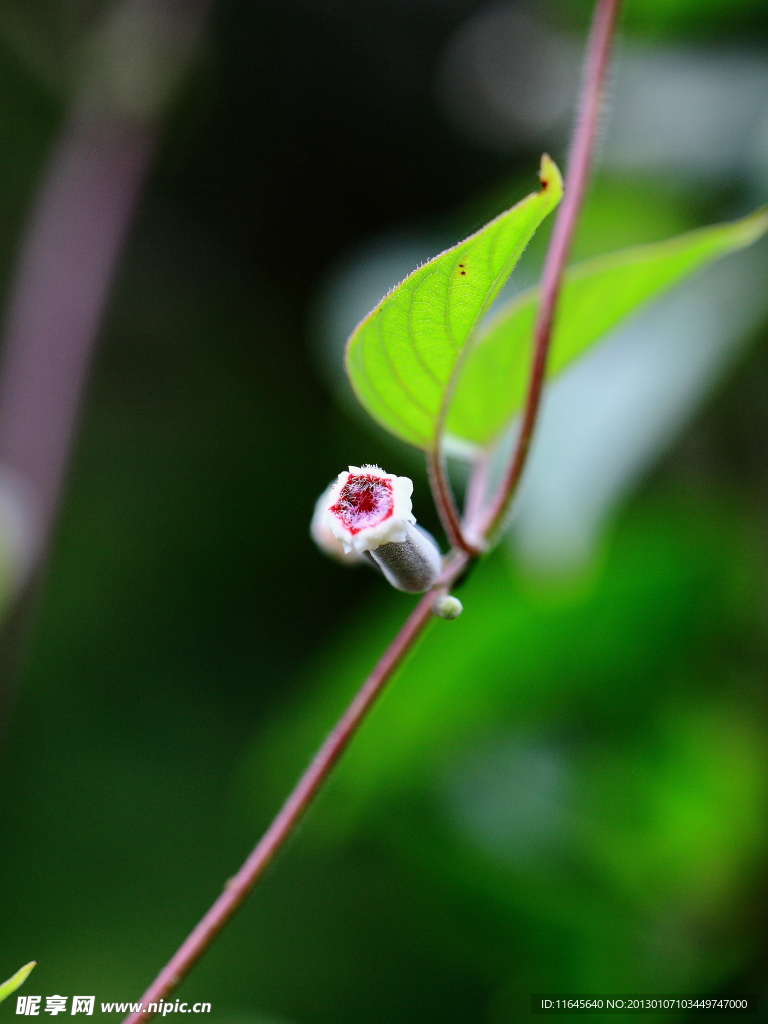 綠葉 小白花
