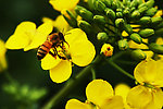 油菜花丛中的蜜蜂