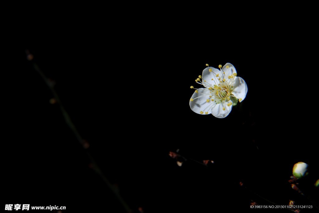 一縷梅香 梅花香自苦寒來