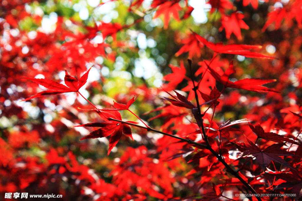 紅葉