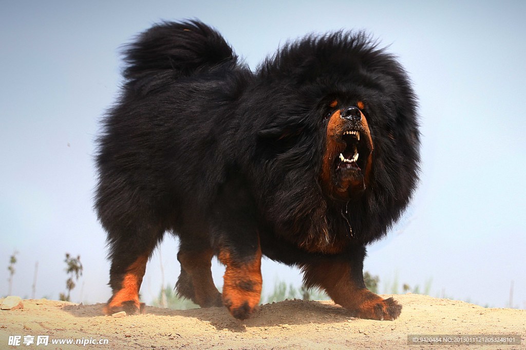 中華藏獒