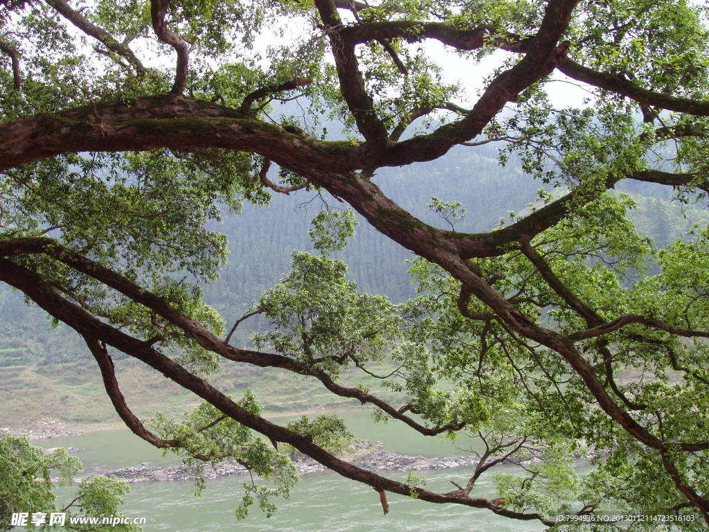 樹枝