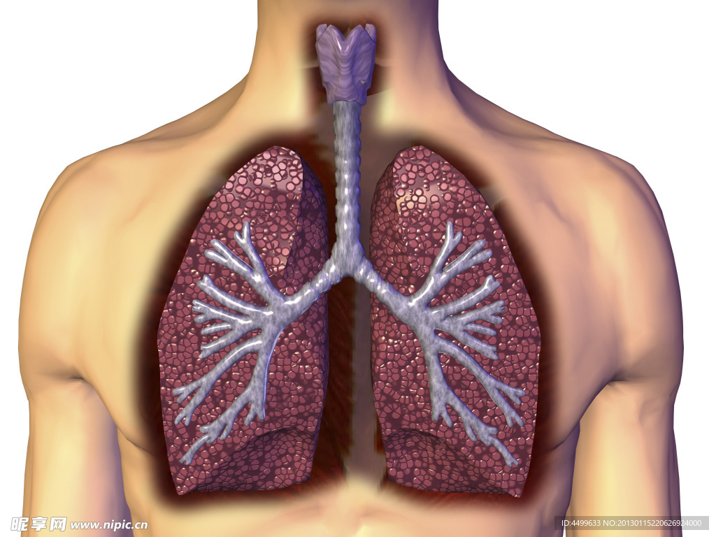 肺 肺呼吸