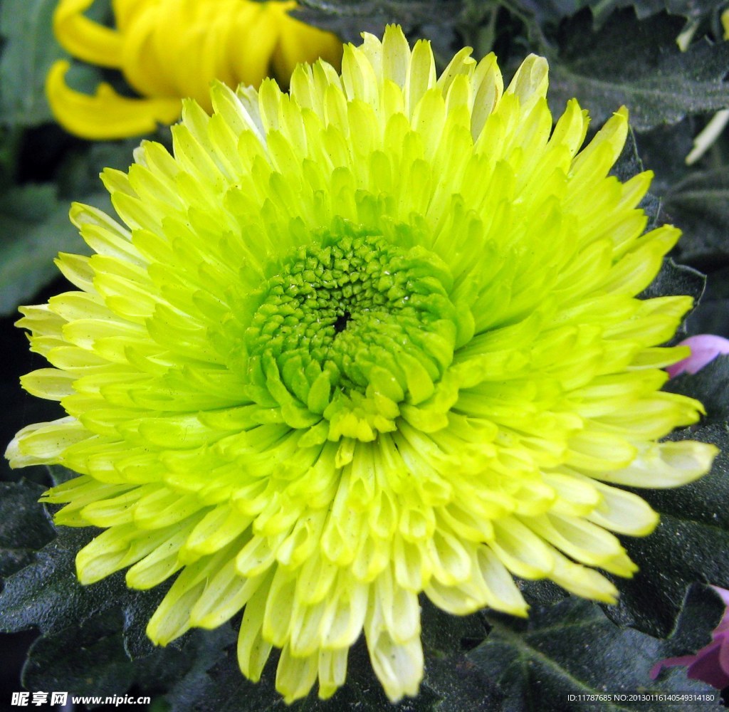 綠色菊花