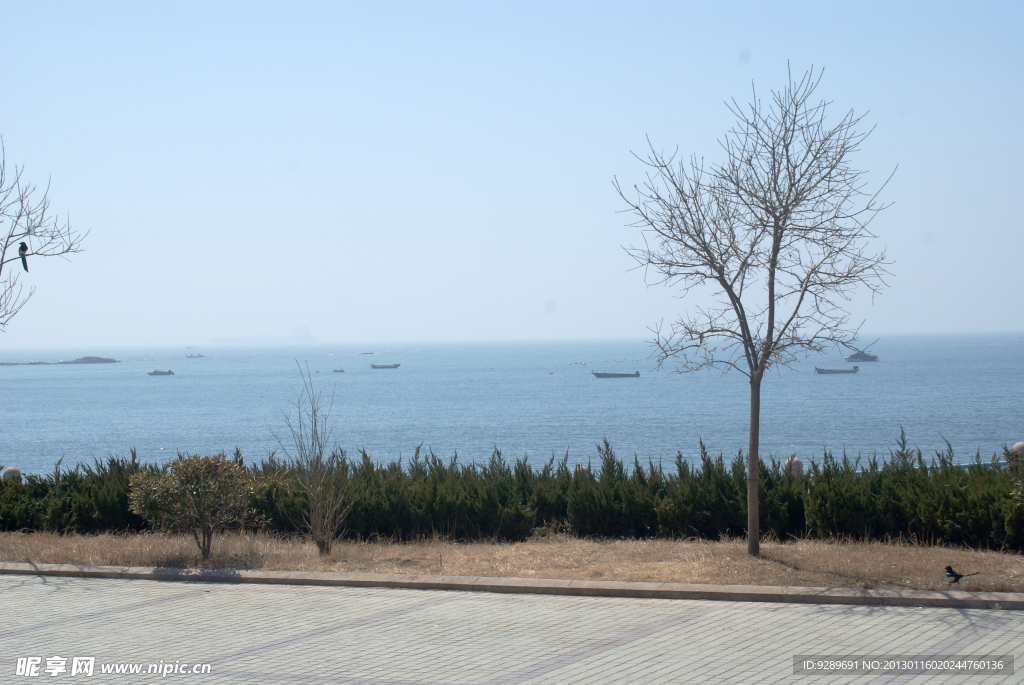 海邊的小樹