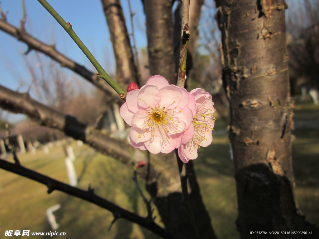 陽光下的兩朵梅花