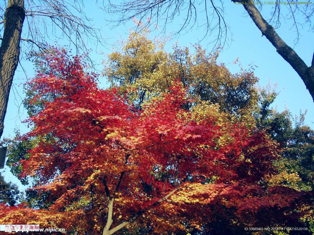 西安風(fēng)景 樹木紅楓