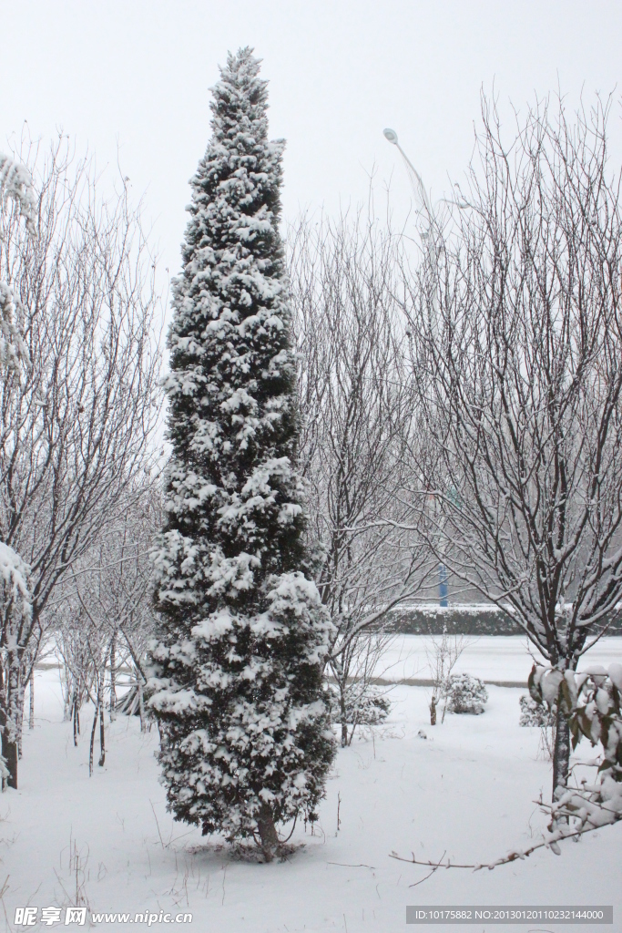 錐松傲雪