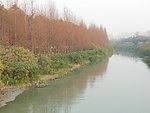 河水树林
