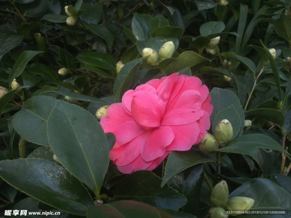 茶花