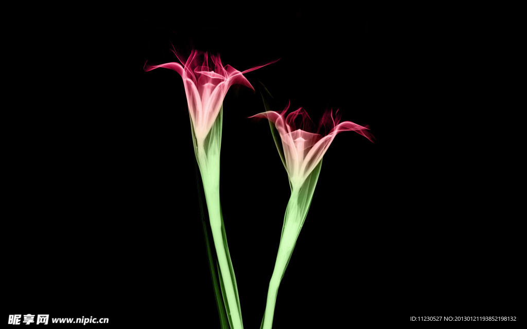 花朵X光透視