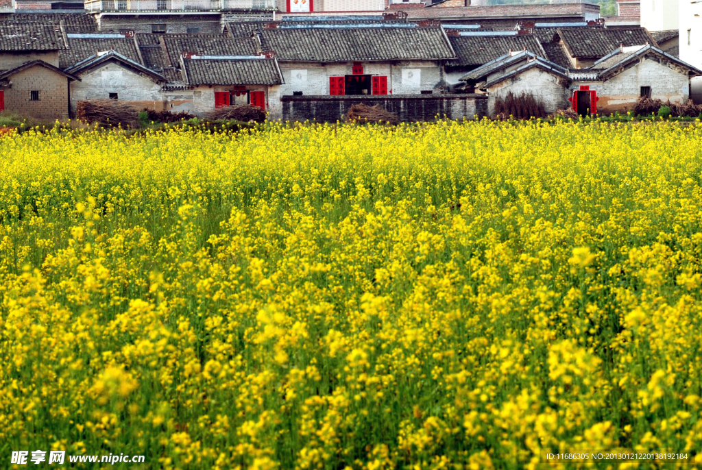 油菜花園